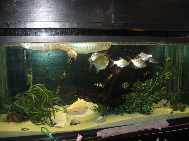 angel fish 012.JPG