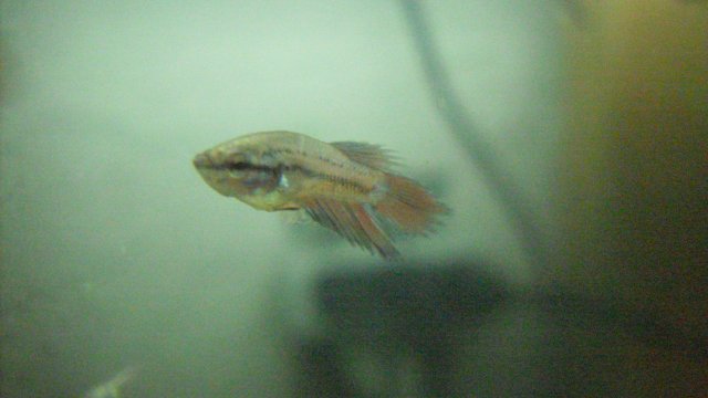 SDC12286.JPG