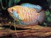 gourami.jpg