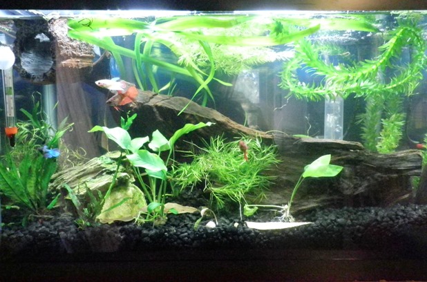 new plants 10 gal.jpg