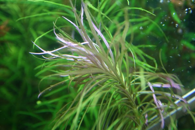 pogo stellatus narrow leaf.JPG