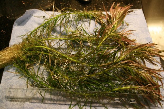 pogostemon stellatus narrow 2.JPG