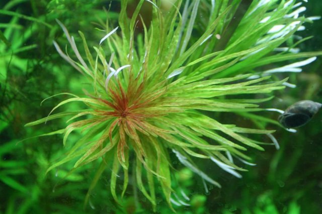Ludwigia cuba.JPG