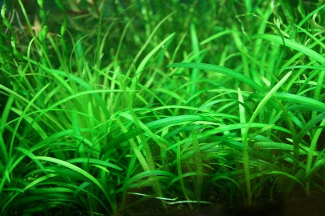 sagittaria.JPG