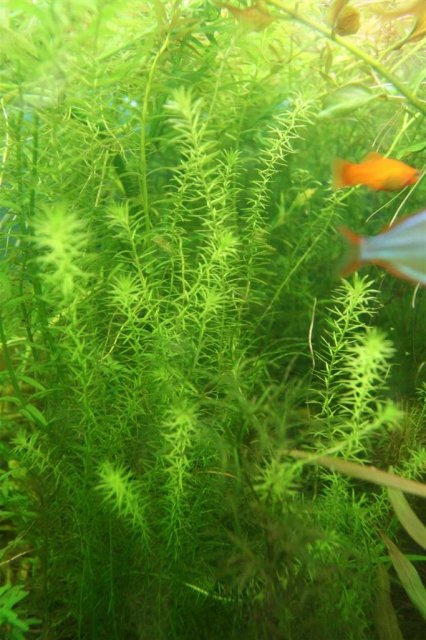 Mayaca fluviatilis .jpg