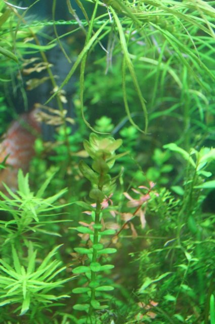 rotala indica.jpg