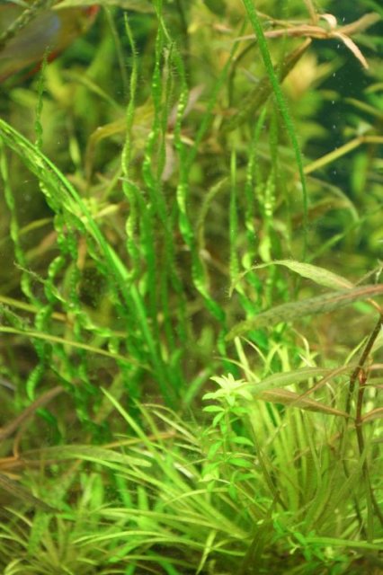 Echinodorus Angustifolia vesuvius and Blyxa japonica.jpg