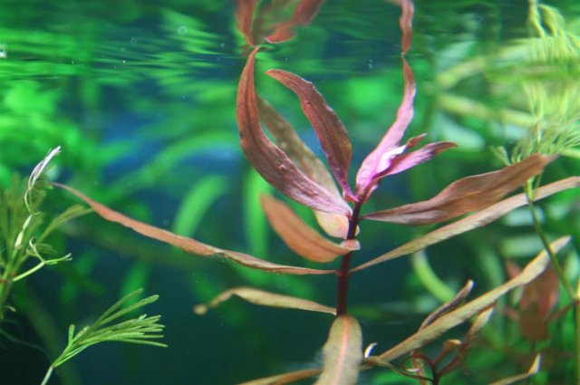 Ammannia gracilis.JPG