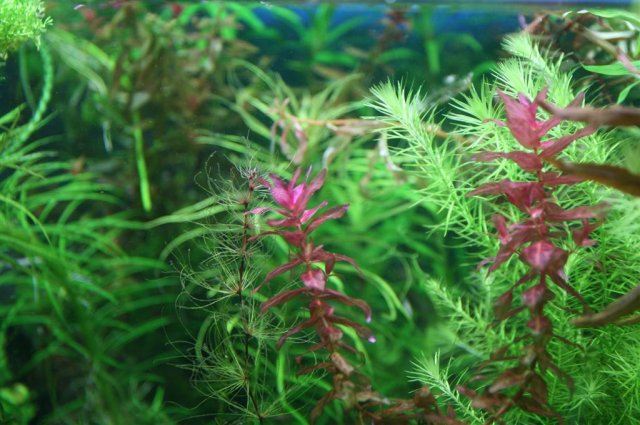 Egeleria and variegated rotala.JPG