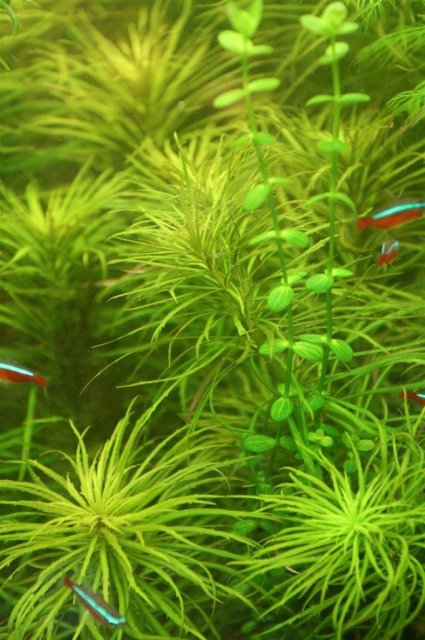 pogostemon stellatus lindernia variegated.JPG