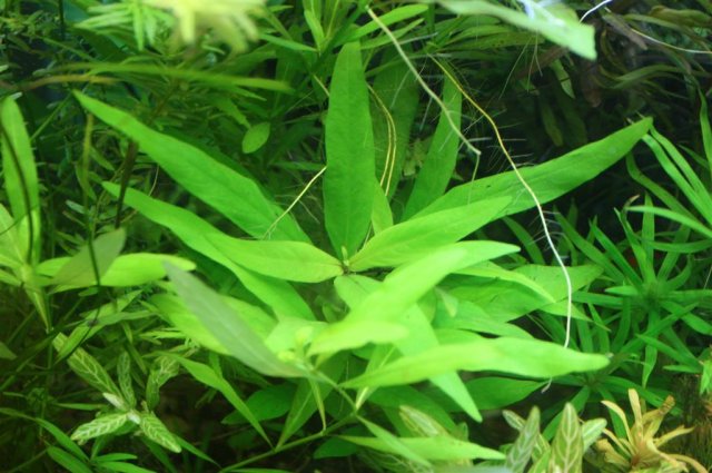 siamensis.JPG