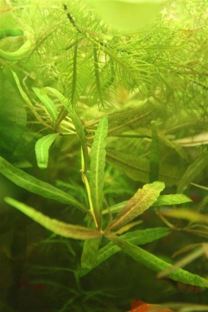 Hygrophila tiger.JPG