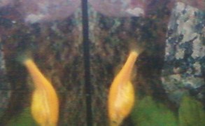 fish.jpg