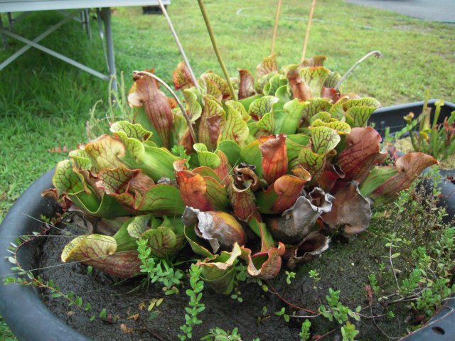 DSCN2576.JPG