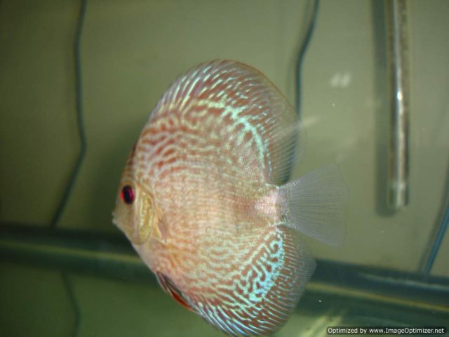 35RedSnakeDiscus.jpg
