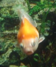 sick goldfish.jpg