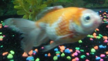sick goldfish 2.jpg