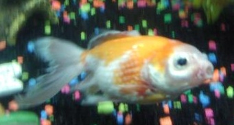 sick goldfish 3.jpg