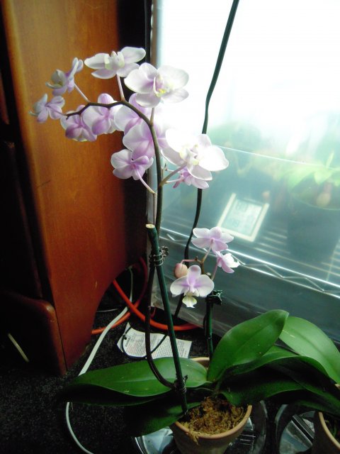 orchid_purp.JPG