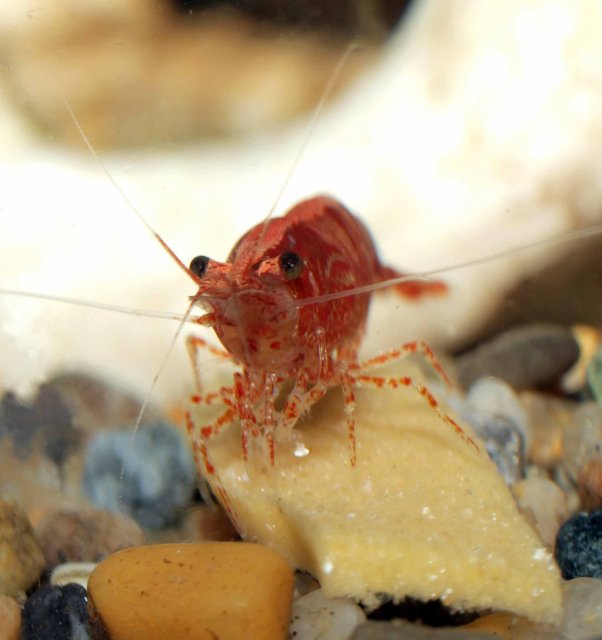 cherry shrimp eating jello in process sm.jpg
