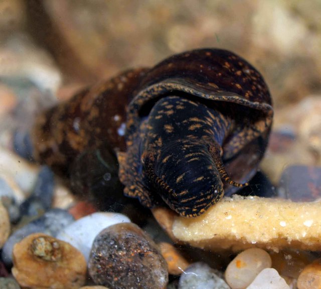 rabbit snail eating jello sm sm.jpg