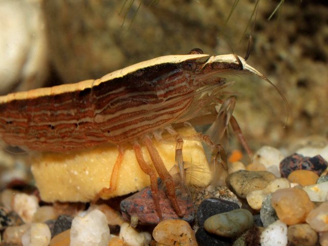 flower eating snailo sm.jpg