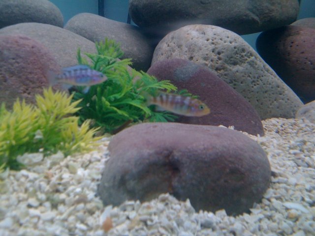 cichlids.jpg
