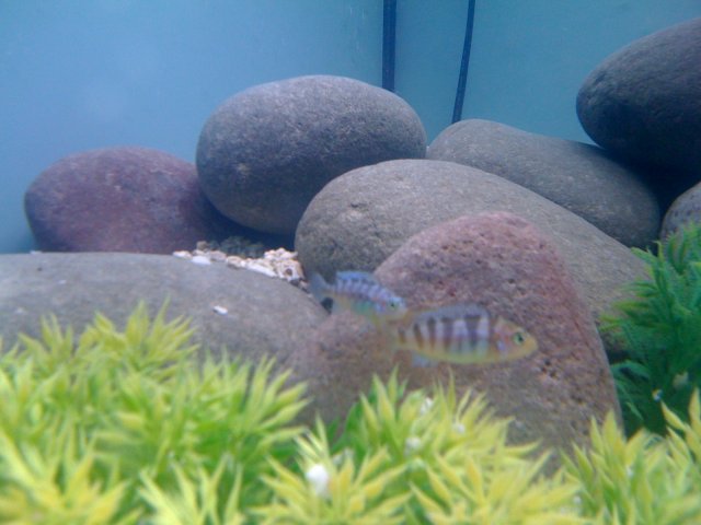 cichlids3.jpg