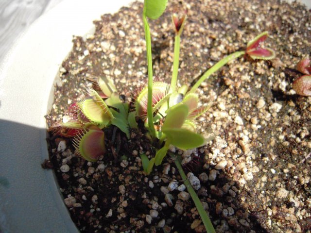 flytrap.JPG