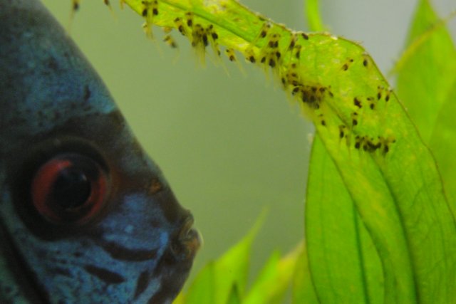 Day 6 og Discus spawn 001.JPG