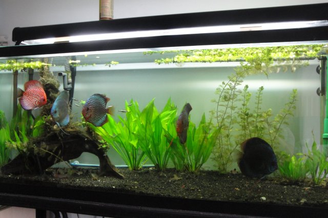 Day 6 og Discus spawn 003.JPG