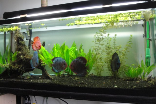 Day 6 og Discus spawn 004.JPG