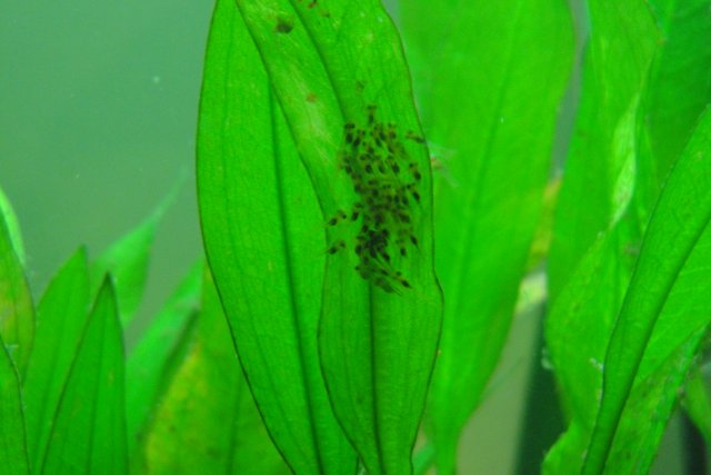 Discus Spawn Day 7 003.JPG