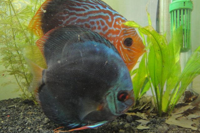 Discus Spawn Day 7 008.JPG