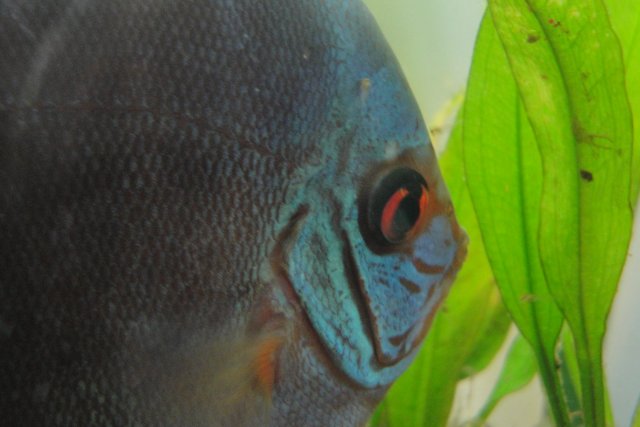 Discus Spawn Day 7 009.JPG