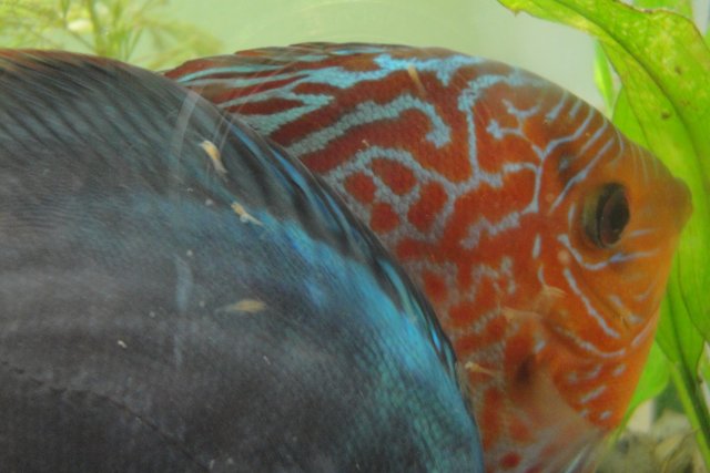 Discus Spawn Day 7 010.JPG