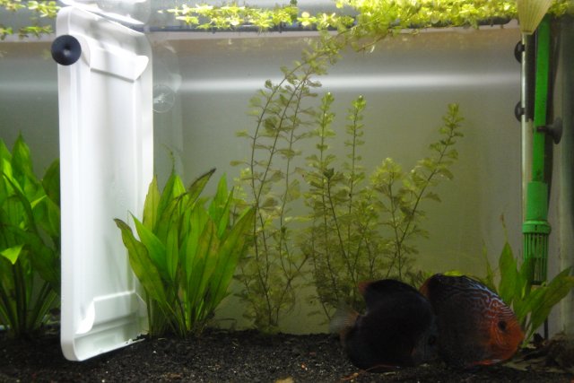 Discus Spawn Day 7 011.JPG