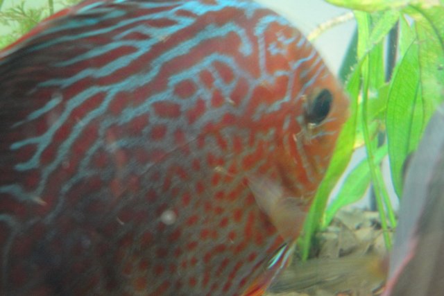 Discus Spawn Day 7 012.JPG
