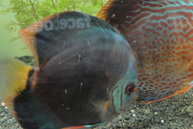 Discus Spawn Day 7 013.JPG