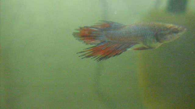 SDC12319.JPG