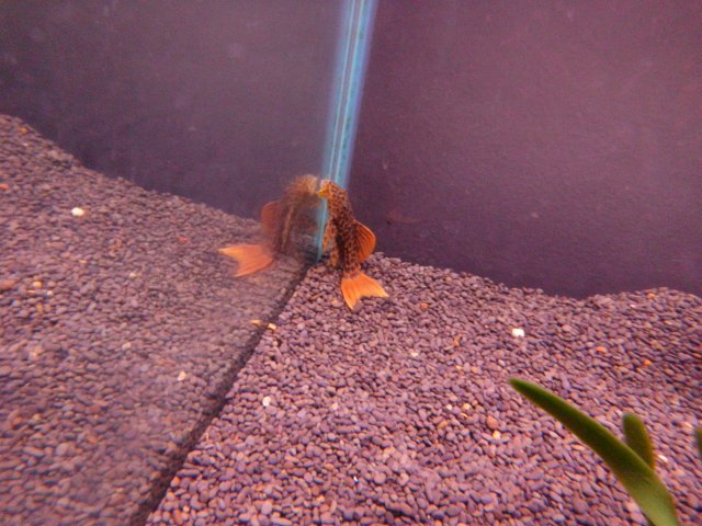 L600 008.jpg