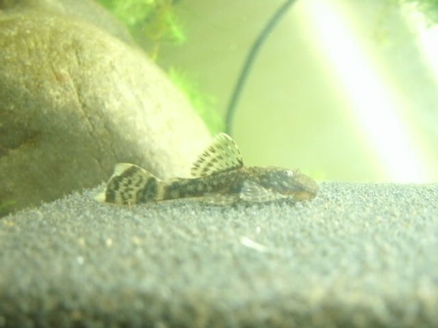 GEDC0383.JPG