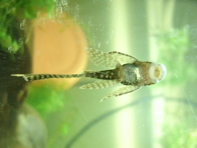GEDC0384.JPG