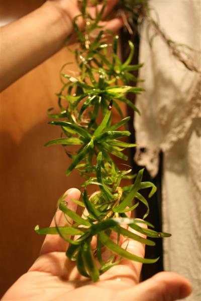 Eichhornia diversifolia.JPG