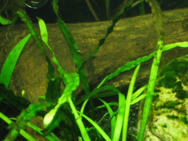 amano20100825.jpg