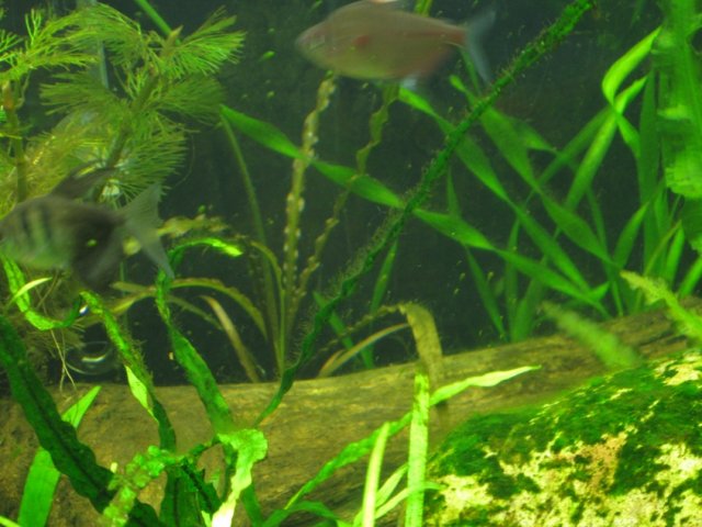 algae20100825.jpg