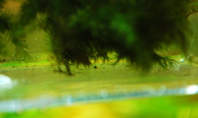 DSC_0008.JPG