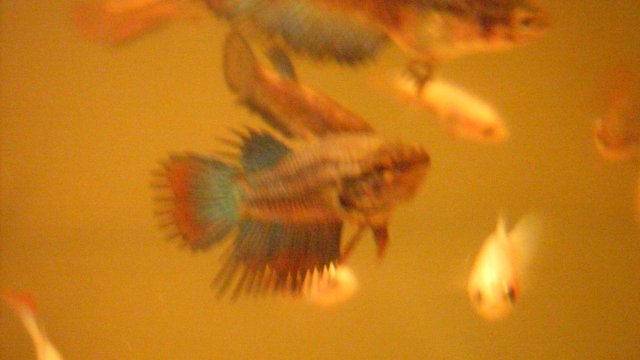 SDC12369.JPG