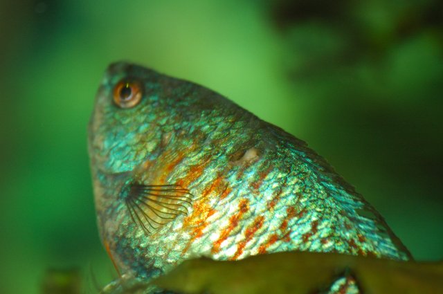DSC_4369_dwarf_lump_sx.JPG