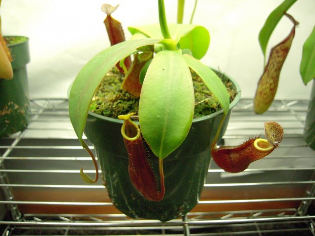 sanguinea.JPG